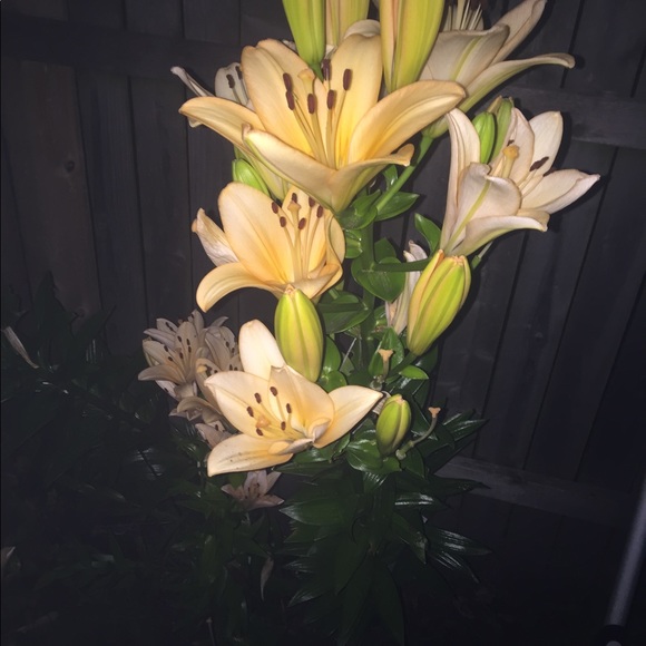 Meet your Posher, Lisa - Picture 3 of 6